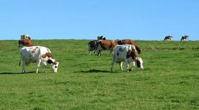 農業部最新發布:豬場糞污處理這么做!(圖1) 農業部最新發布:豬場糞污處理這么做!(圖1)